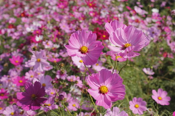 This picture shows a close-up of multiple pink flowers, possibly Cosmos flowers, in full bloom. The image captures the delicate petals and bright yellow centers of the flowers. 