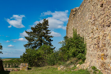 tree is growing next to a wall