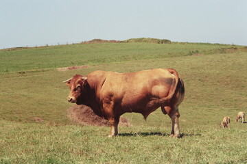 Cow in the field