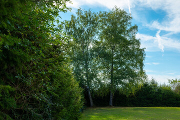 tree with branches is in the middle of a field
