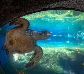Green sea turtle swimming peacefully in Maui Ocean Center, Hawaii, USA.