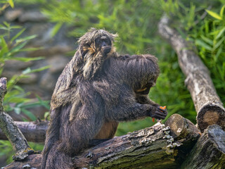 An female White-faced saki, Pithecia pithecia with a young one on her back.