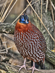 A male Tragopan temminckii, Temminckii´s Tragopan, stands on a branch and looks around.