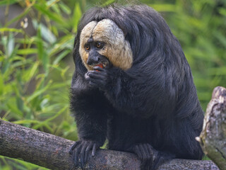 An adult male White-faced saki, Pithecia pithecia eats the red fruit.