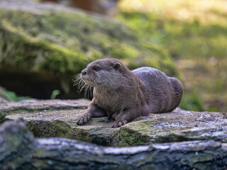 Oriental small-clawed otter Amblonyx cinerea lies on the shore and looks out.