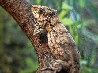 Western Bearded Anole, Chameleolis barbatus, rests on a branch and observes the surroundings.