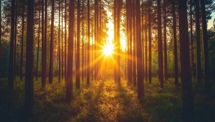 Obraz premium Sunlight streams through a dense forest of tall trees, casting long shadows on the forest floor.