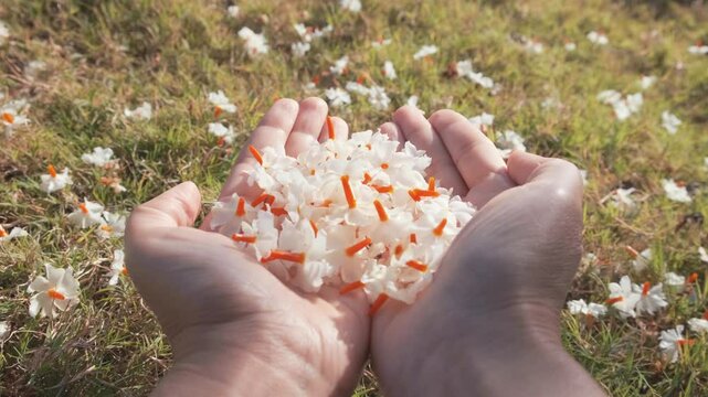  Beautiful, bright, sunny morning in the garden, autumn in India. Woman holding fresh white flowers in her palms