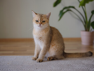 Naklejka na ściany i meble Beautiful short hair cat and house plant at home . Adorable domestic pet concept. Pet resting and hides in greenery