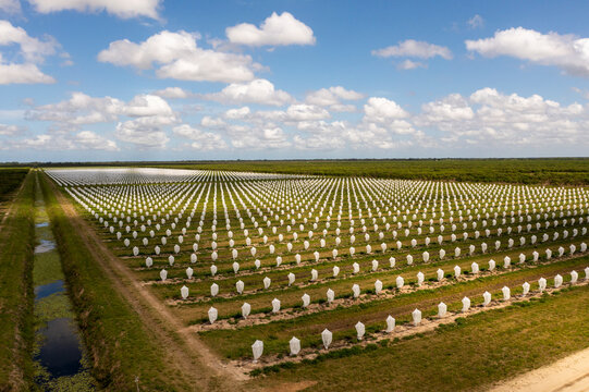 Aerial view of a field of young citrus trees covered with exclusion bags for pest prevention, Fellsmere, United States.