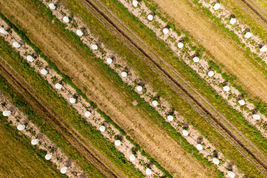 Aerial view of a field of young citrus trees covered with exclusion bags for pest prevention, Fellsmere, Florida, United States.