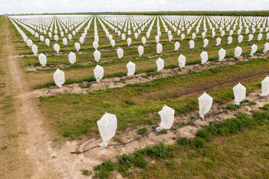 Aerial view of a field of young citrus trees covered with exclusion bags for pest prevention, Fellsmere, United States.