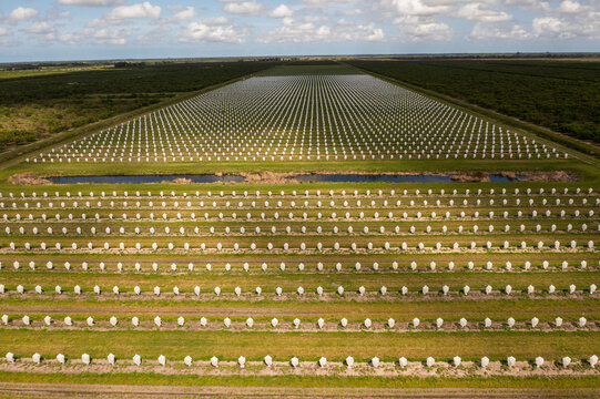 Aerial view of a field of young citrus trees covered with exclusion bags for pest control, Fellsmere, United States.