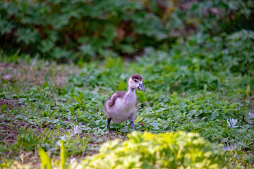 Kleines Nilgansk&uuml;ken steht im Gr&uuml;nen