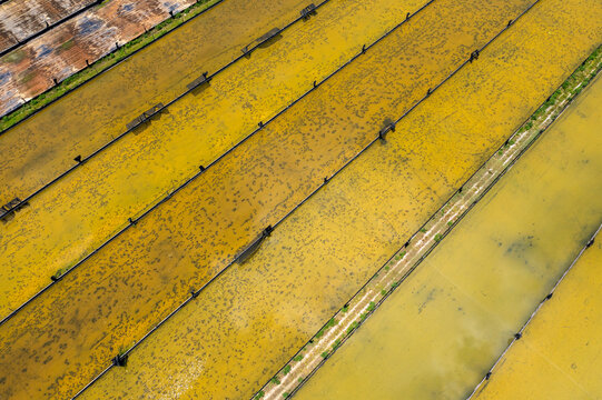 Aerial view of geometric patterns in lush green fields and shimmering water, Parabel Aquafarms, Fellsmere, Florida.