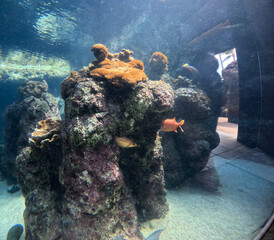 Maui Ocean Center, submarine life, fishes in the aquarium