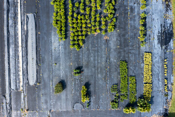 Aerial view of a beautifully organized nursery with rows of greenery and diverse plants, Wabasso, Florida, United States.