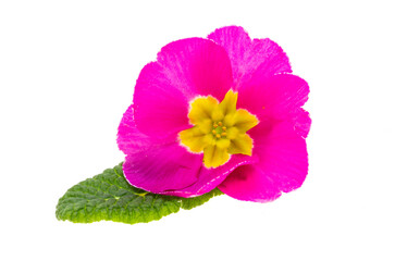 Obraz premium primrose isolated