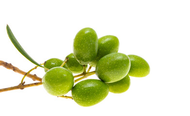 branch with green olives