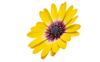 Osteospermum flowers isolated