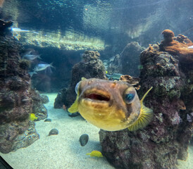 Maui Ocean Center, submarine life, fishes in the aquarium