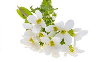 Obraz premium Cress alpine isolated