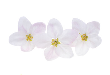 Fototapeta premium apple blossom isolated