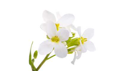 Fototapeta premium Cress alpine isolated