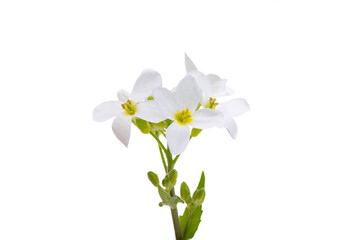 Obraz premium Cress alpine isolated