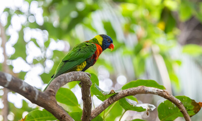 beautiful parrots in a park