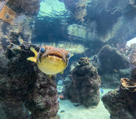 Maui Ocean Center, submarine life, fishes in the aquarium