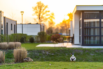 Terraced family homes in newly developed housing estate. The real estate market in the suburbs. New single family houses in a new development area. Residential homes with modern facade.