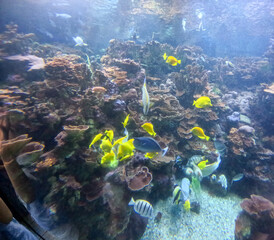 Maui Ocean Center, submarine life, fishes in the aquarium
