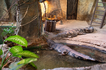 An alligator lies motionless near the edge of a pond surrounded by rocks and dried leaves in its natural habitat. The scene creates a calm, earthy atmosphere.