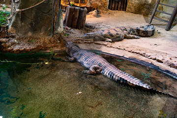 An alligator lies motionless near the edge of a pond surrounded by rocks and dried leaves in its natural habitat. The scene creates a calm, earthy atmosphere.