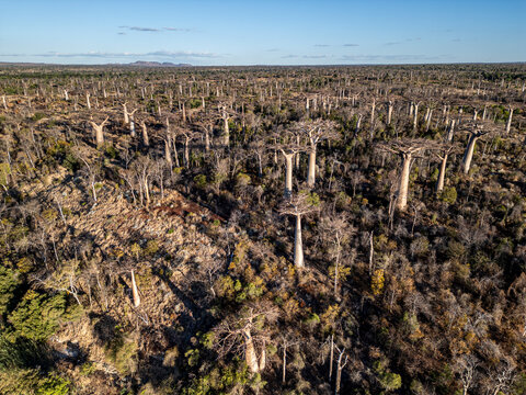 Aerial view of a vast and beautiful baobab forest with unique tree trunks, Toliara - Tulear, Madagascar.
