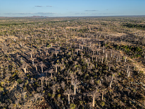Aerial view of a vast and beautiful forest with baobab trees, Toliara - Tulear, Madagascar.