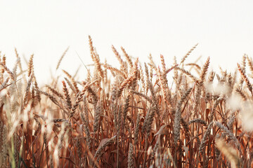 grass in the morning