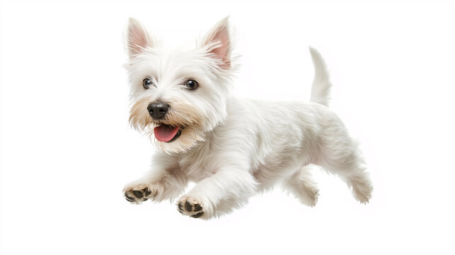 A playful white dog leaps joyfully in a bright space, showcasing its energetic spirit and fluffy fur - Powered by Adobe