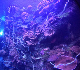 Maui Ocean Center, submarine life, fishes in the aquarium