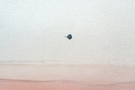 Aerial view of a beautiful stingray in shallow water at a serene beach, Rockingham, Australia.