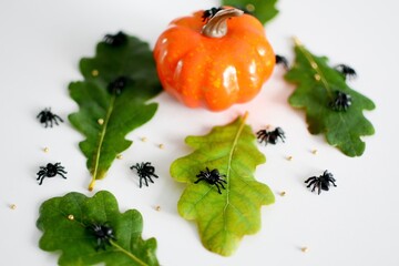 Halloween decorations in the form of pumpkins, spiders and oak leaves on a white background