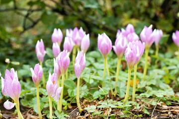 Lilac flowers of  the bulbous perennial Colchicum autumnale after the rain. In early autumn only autumn crocus flowers appear, the undergrowth is made up of wild strawberries...