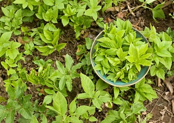 Aegopodium podagraria, commonly called ground elder or bishop&acute;s weed in a bowl. It is used as food and  in traditional medicine for painful joints.