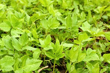 Fototapeta premium Aegopodium podagraria, commonly called ground elder or bishop´s weed as natural background. It is used as food and in traditional medicine for painful joints.
