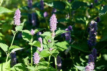 Beautiful flowering Agastache foeniculum in the garden. Natural backgrund of traditional medicinal herb also called anise hyssop, with strong taste and aroma.