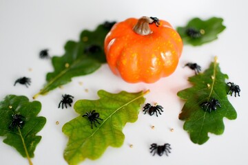 Halloween decorations in the form of pumpkins, spiders and oak leaves on a white background