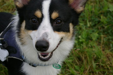 緑を背景に凛々しい顔をしたトライカラーのコーギー犬のクローズアップ