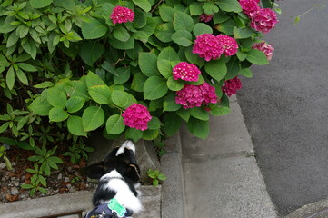 紫陽花の匂いを嗅ぐ散歩中の犬