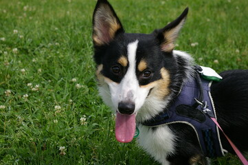 草むらで青いハーネスをつけて広角をあげて舌を出しているトライカラーの若いコーギー犬